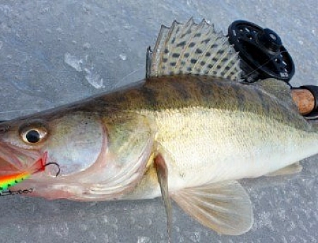 10 лучших балансиров на судака
