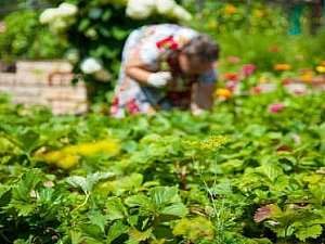 20 лучших товаров для сада и огорода с АлиЭкспресс