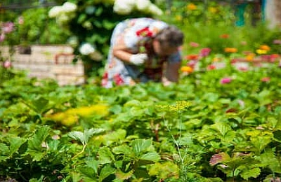 20 лучших товаров для сада и огорода с АлиЭкспресс