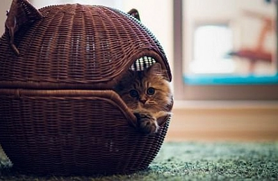 10 лучших домиков для кошек