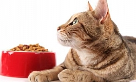 12 лучших кормов для кошек с чувствительным пищеварением