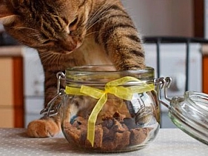 10 лучших лакомств для кошек