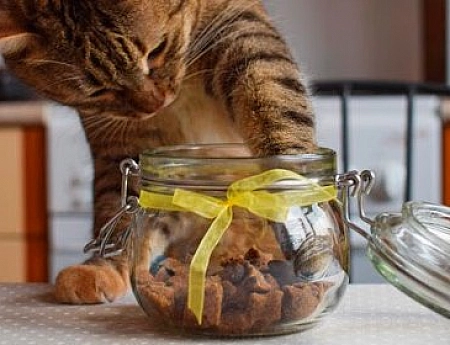 10 лучших лакомств для кошек