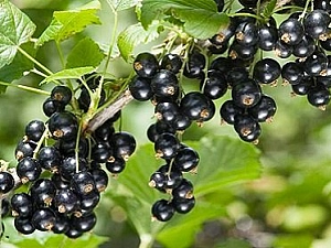 10 лучших сортов черной смородины для Подмосковья