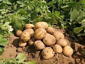 10 лучших сортов картофеля для средней полосы